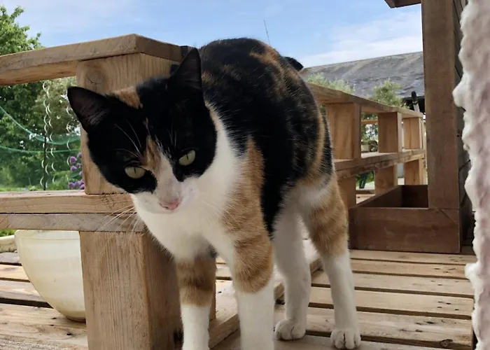 Domaine Les Chillards Feriehus *